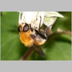 Criorhina berberina oxyacanthae - Gelbhaarige Hummelschwebfliege w04 Deister.jpg